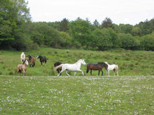 Ireland-Connemara/Galway-Galway Clare County Trails